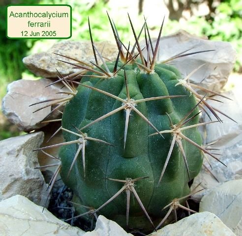 Acanthocalycium_ ferrarii_ 01